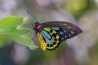 Common green birdwing or Cape York Birdwing. Art Print